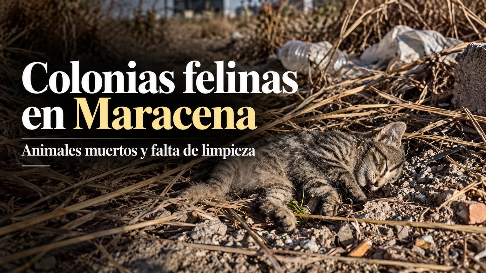Bienestar animal en Maracena: las ordenanzas no protegen a los gatos si no se cumplen